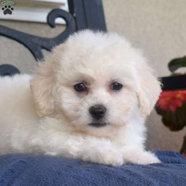 Fluffy (Tiny), Bichon Frise Puppy